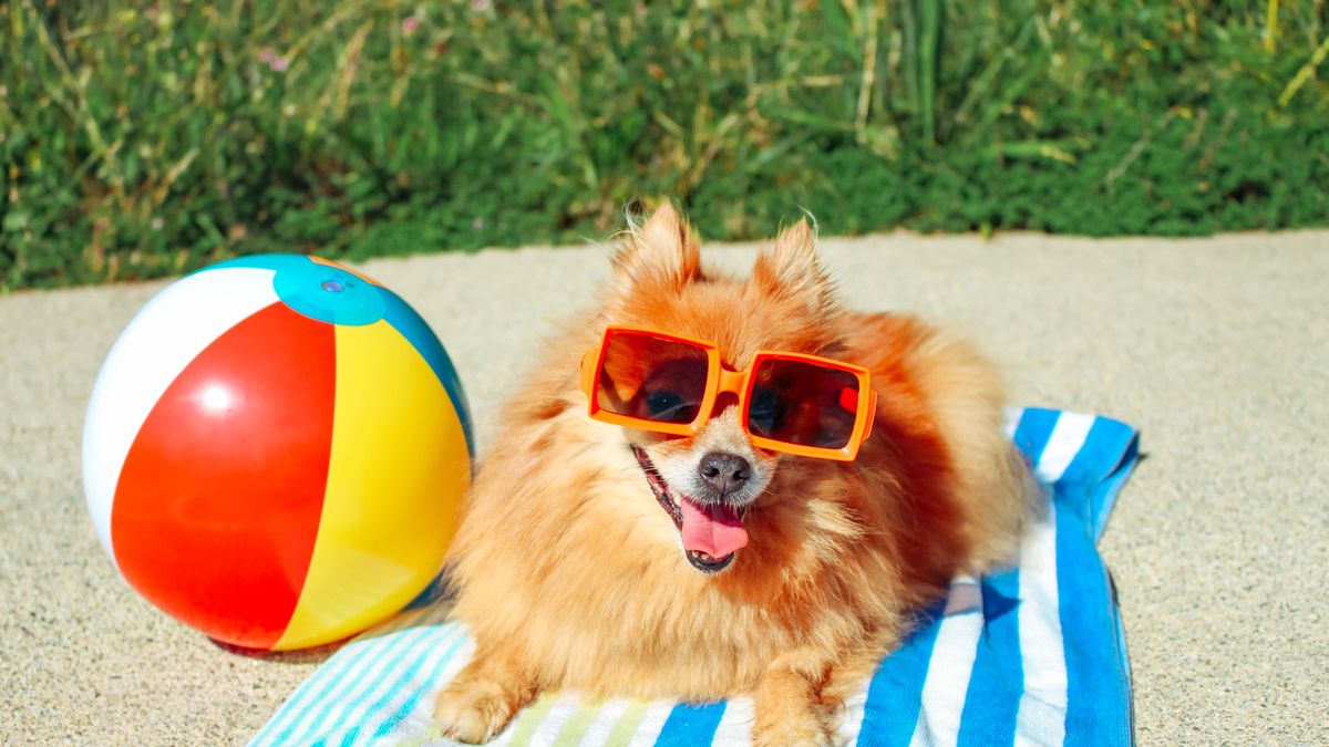 stay cool during the dog days of summer